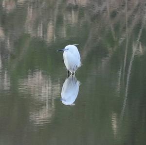 Little Egret