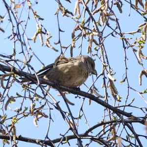 Red Crossbill
