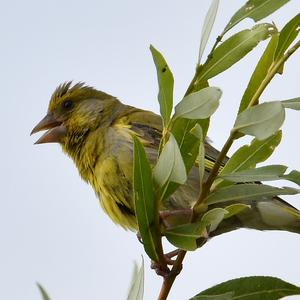 European Greenfinch