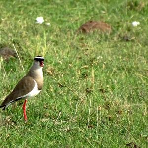 Crowned Lapwing