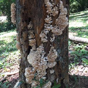 Eastern Cauliflower Mushroom