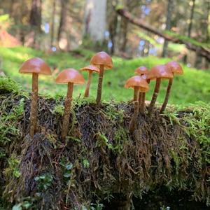 Deadly Galerina