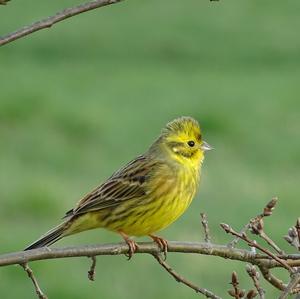 Yellowhammer