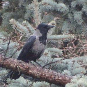 Hooded Crow