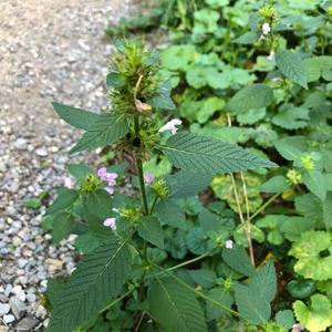 Common Hemp-nettle
