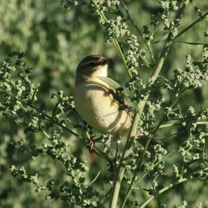 Willow Warbler
