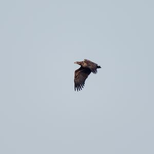 White-tailed Eagle
