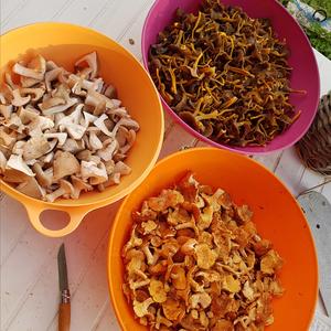 Trumpet Chanterelle