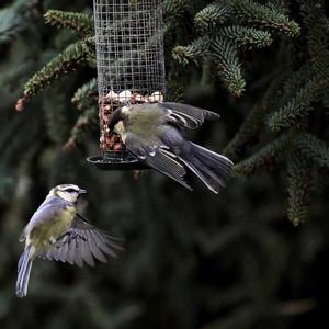 Great Tit