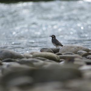 White Wagtail