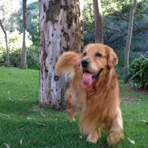 Retriever (Golden)