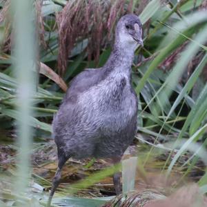 Bläßhuhn