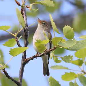 Willow Warbler