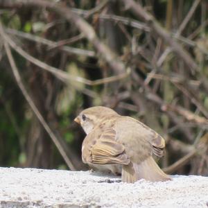 House Sparrow