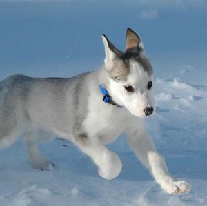 Siberian Husky