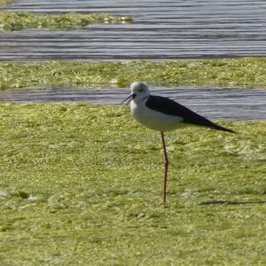 Black-winged Stilt