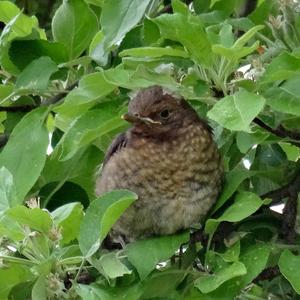 Eurasian Blackbird