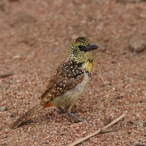 Ohrfleckbartvogel