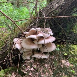 Unknown Species
