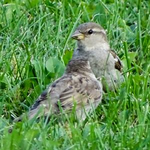 House Sparrow