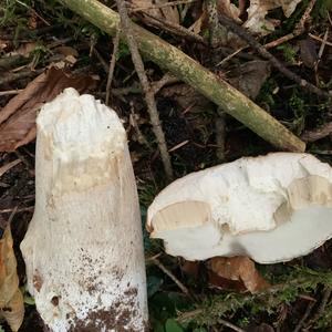 King Bolete