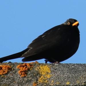 Amsel