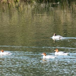 Common Merganser