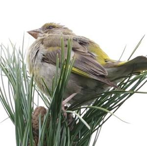 European Greenfinch