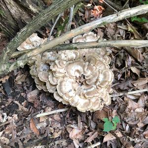 Black-staining Polypore