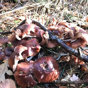 Unknown Species
