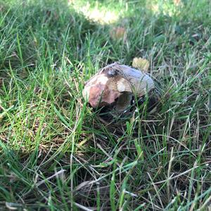 Unknown Species