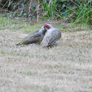 Eurasian Green Woodpecker