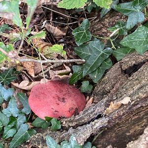 Beefsteak Polypore