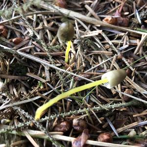 Yellow-stalked Mycena