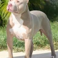 American Staffordshire Terrier