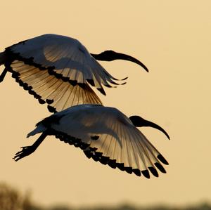 African Sacred Ibis