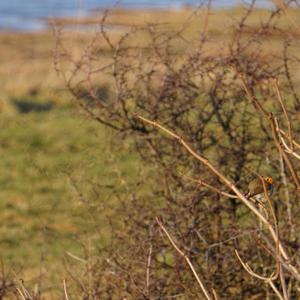 European Robin