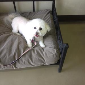 Bichon Frise