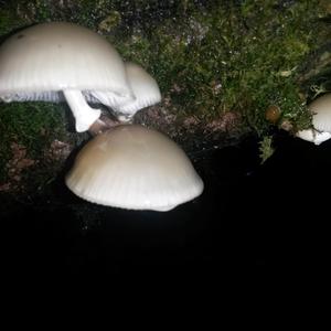 Beringter Schleimrübling