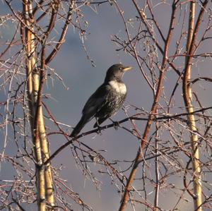 Ring Ouzel
