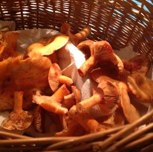 False Saffron Milk Cap