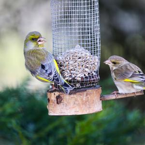 European Greenfinch