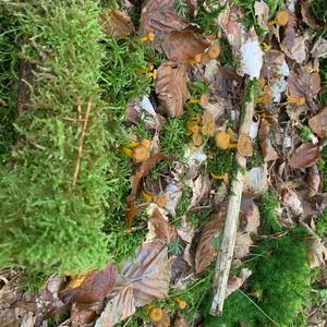 Trumpet Chanterelle
