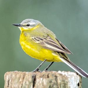 Yellow Wagtail