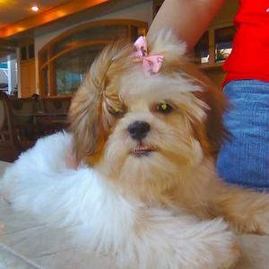 Shih Tzu