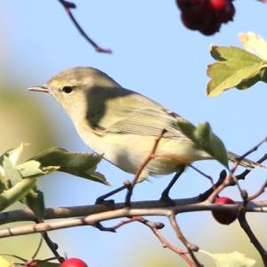 Willow Warbler