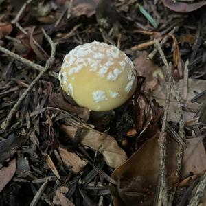 Gemmed Amanita