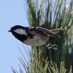 Coal Tit
