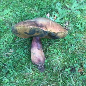 Netzstieliger Hexenröhrling