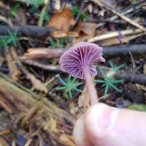 Amethyst Deceiver